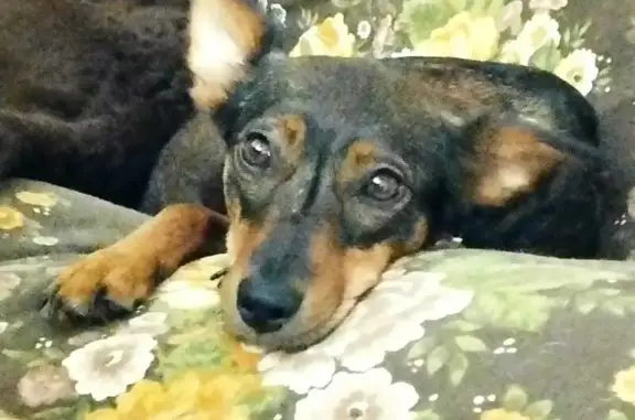 Perros perdidos, , foto: Perra Cariñosa Perdida en Algimia de Alfara
