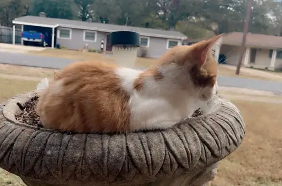 Lost Orange & White Cat on Wallace St.