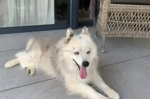 Animaux trouvés Fréjus, photo: Chienne Husky beige/blanche trouvée Fréjus