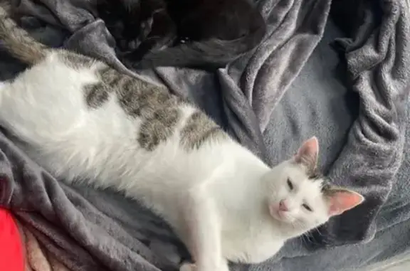 Chat perdu, , photo: Chat blanc tigré perdu avec collier GPS
