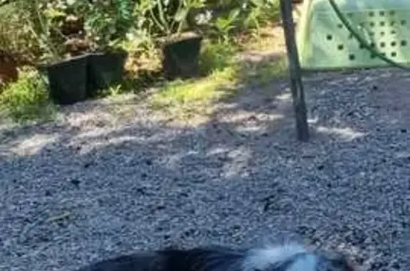 Chien perdu , photo : Border collie bleu merle perdu à Corbère