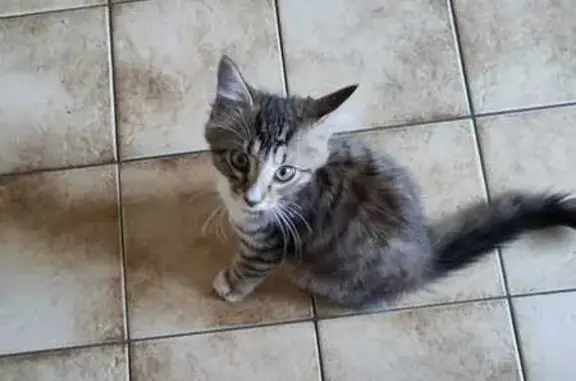 Chaton femelle trouvé à Limoges la nuit - photo