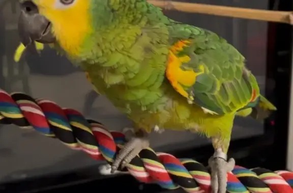 Animaux perdus Foucherans, photo: Perdu : oiseau vert-jaune, 