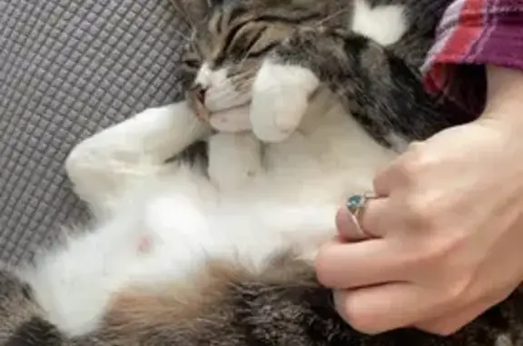 Lost Tabby Luna: Green Eyes, 4 White Paws