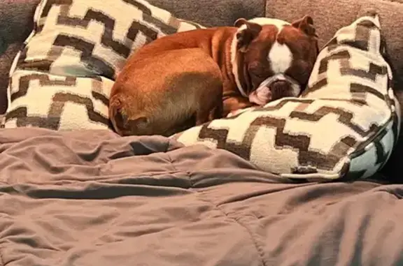 Lost Boston Terrier in New Franken