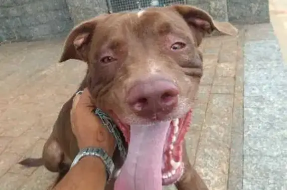 Cachorro perdido Macho (brl001146) - photo
