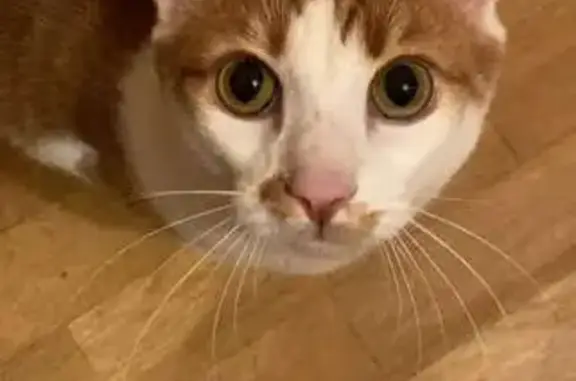 Chat perdu, , photo: Chat roux perdu, surnom 