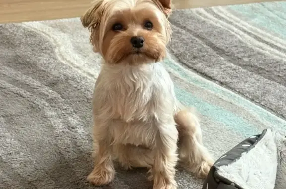 Lost Dog: Silver & Tan in Pompano Beach