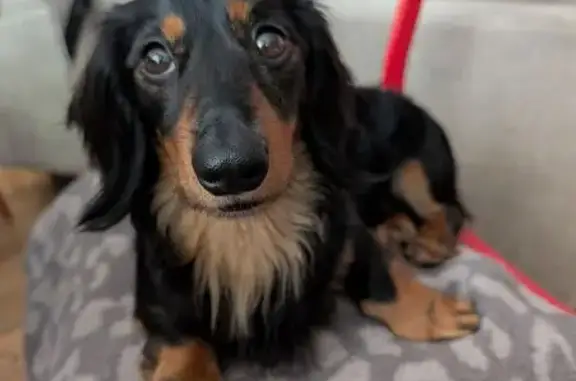 Lost Mini Dachshund: Winston in Minneapolis