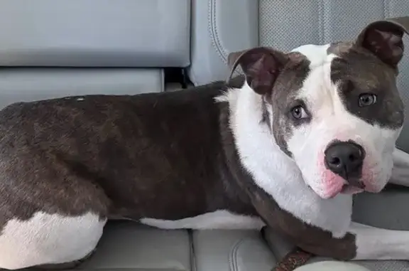 Found dog Atlanta, photo: Found Puppy: White & Grey on Canter Rd