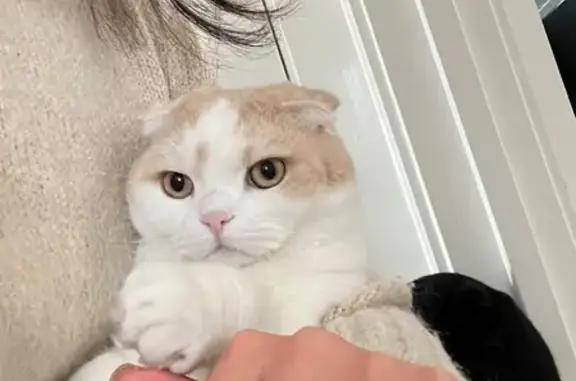 Missing cat , photo: Lost: Shy Cream Scottish Fold in Boroondara
