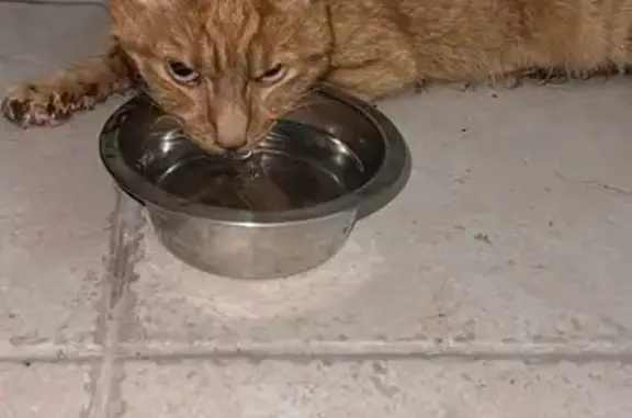 Chat trouvé apeuré et affaibli à Cannes - photo