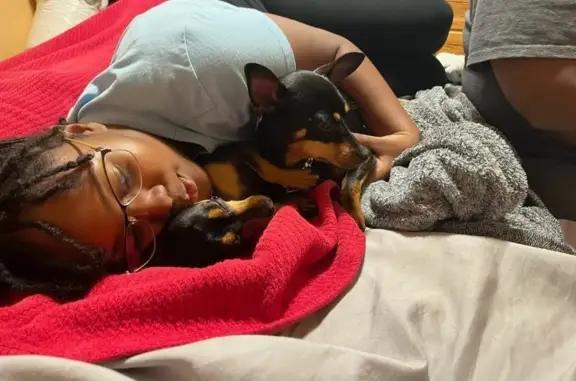 Help Find Rose: Small Shy Dog Lost!