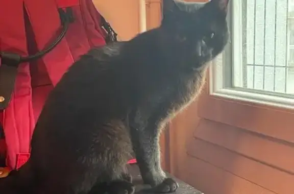 Animaux trouvés Hérouville-Saint-Clair, photo: Chat noir mâle trouvé à Hérouville
