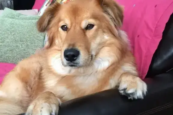 Lost 16+ Year Old Brown Dog in Eagan