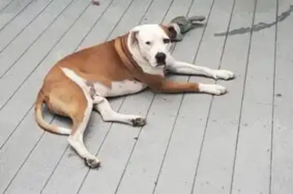 Lost Dog: Sweet, Gentle, No Testicles