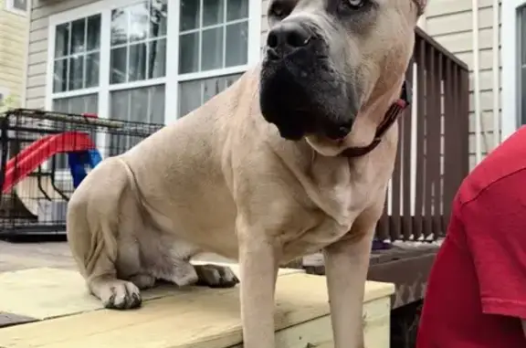 Lost Tan Dog: Red Collar, Halprin Dr.