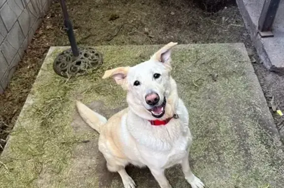 Missing dog Prescott Valley, photo: Lost: Friendly White Lab Mix in Prescott