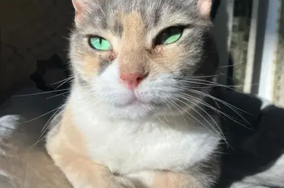 Sweet Calico Cat Lost on Clinton St