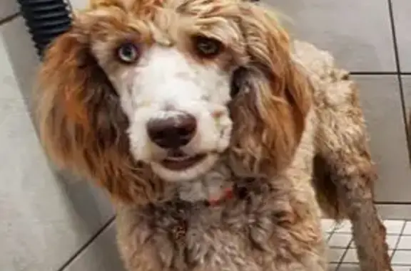 Lost Dog: Unique Eyes, Gentle Heart
