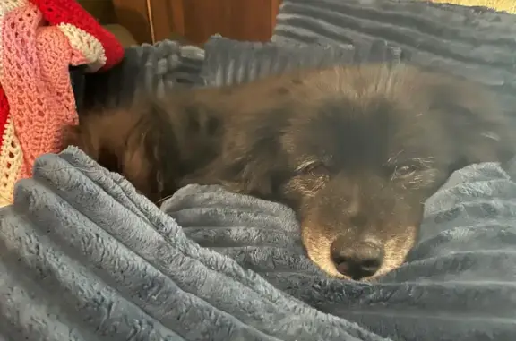 Lost Dog: Sweet Pup with Orange Bow Tie