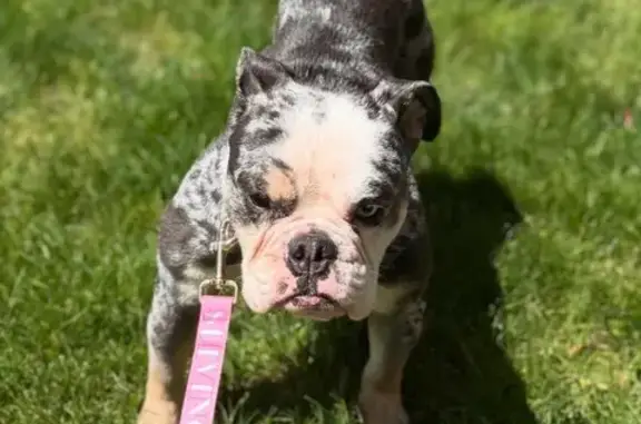 Lost Merle: Blue/White Dog, 1 Blue Eye