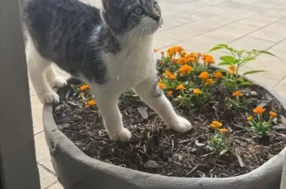 Missing cat , photo: Lost Cat: Grey & White in Roodepoort