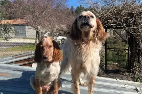 Animaux perdus , photo: Chiens perdus, blanc et roux, Saint-Vallier