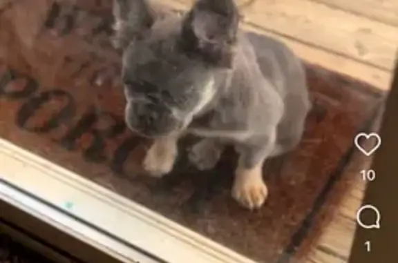 Lost Fluffy Frenchie: Doja in KC