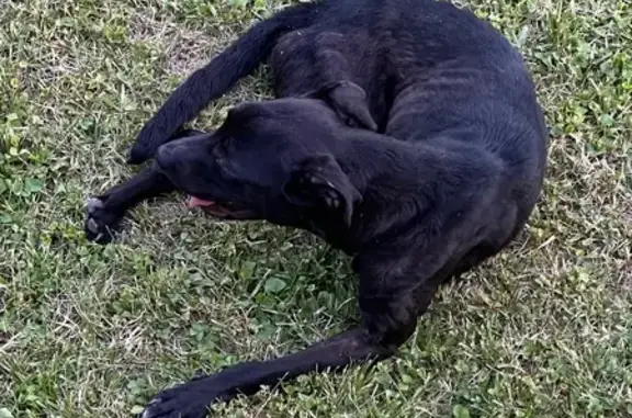 Found pets Columbus, photo: Found: Friendly Black Lab Mix in Columbus