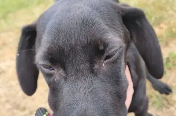 Animaux trouvés Étagnac, photo: Jeune chien noir trouvé à Étagnac