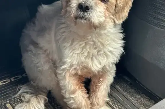 Lost Dog: Friendly Baby on Rush St