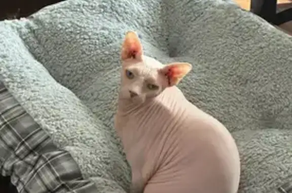 Lost Sphynx Cat: Blue Eyes on Roswell Dr