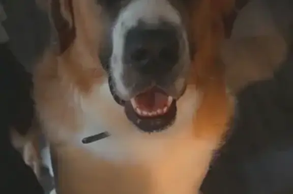 Lost Dog Moose: Friendly, Brown Coat