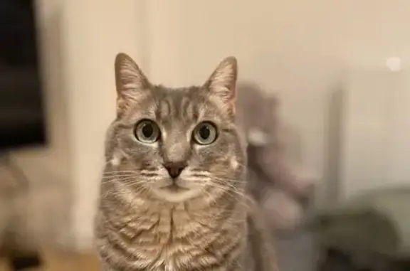 Chatte grise perdue, craintive à Annecy - photo