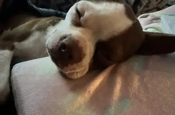 Lost Boston Terrier: Bella on Lakeside