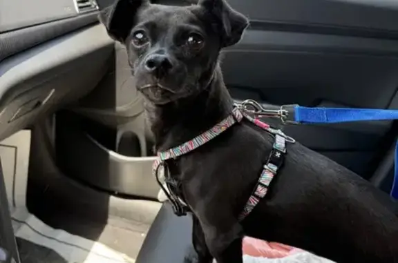 Found dog Orange Lake, photo: Found Dog on Dogwood Rd, Orange