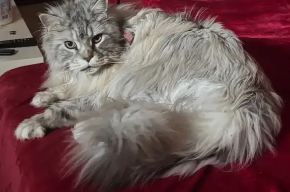 Main Coon perdu, Clos de la Plaine - photo