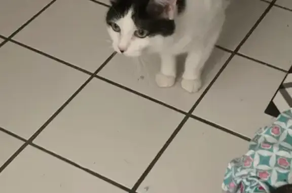 Animaux trouvés Amiens, photo: Chat noir et blanc trouvé à Amiens