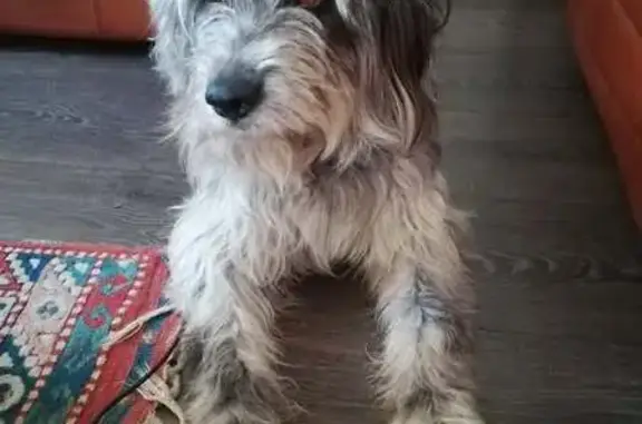 Chien perdu Viry-Châtillon, photo : Chienne Grivette perdue à Viry-Châtillon