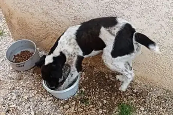 Chien trouvé Savigneux, photo: Chien noir et blanc trouvé à Savigneux