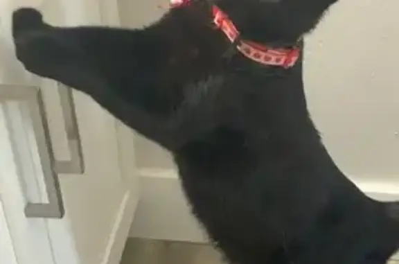 Lost Black Cat: Gryla with Neon Harness