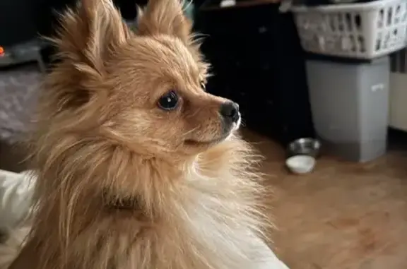 Lost Orange Pomeranian on Holland Ave