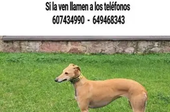 Galgo Perdido en Avenida San Martín, Piedras Blancas