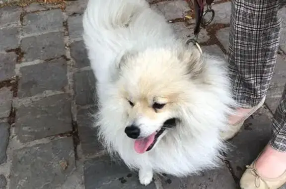 Chien trouvé Saint-Brice-Courcelles, photo: Spitz blanc trouvé avec collier turquoise