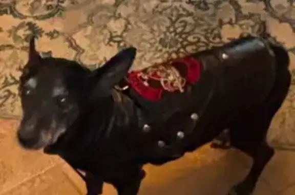 Lost Rat Terrier: Black & Grey in Meridianville