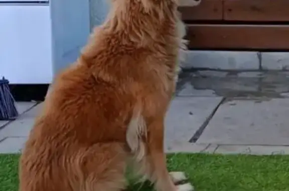cachorro desaparecida