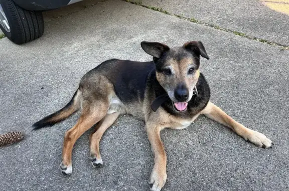 Found pets Warren, photo: Friendly Found Dog with Black Collar in Warren