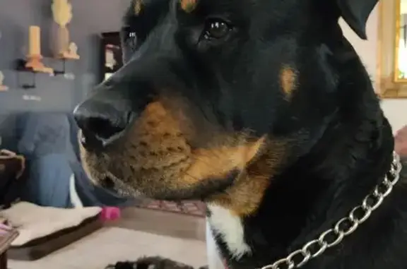 Lost Dog on Little Water Dr: Help Find!