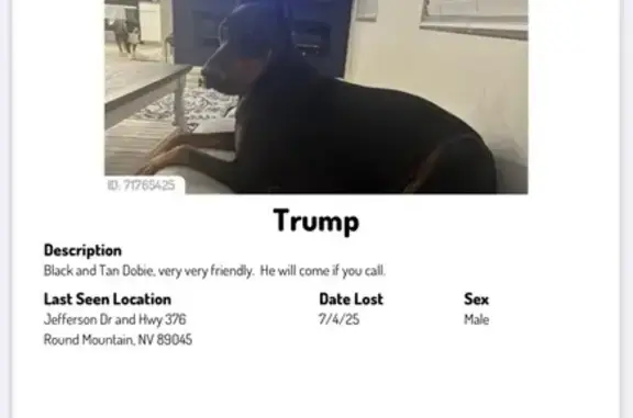 Lost Sweetheart: Black & Tan on Davis St